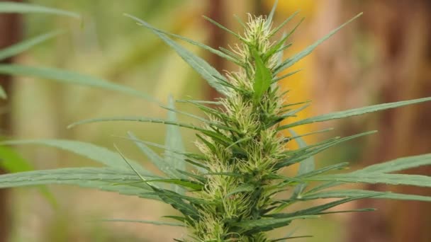 Marijuana Cannabis Weed Plants Growing Farm — Stock Video