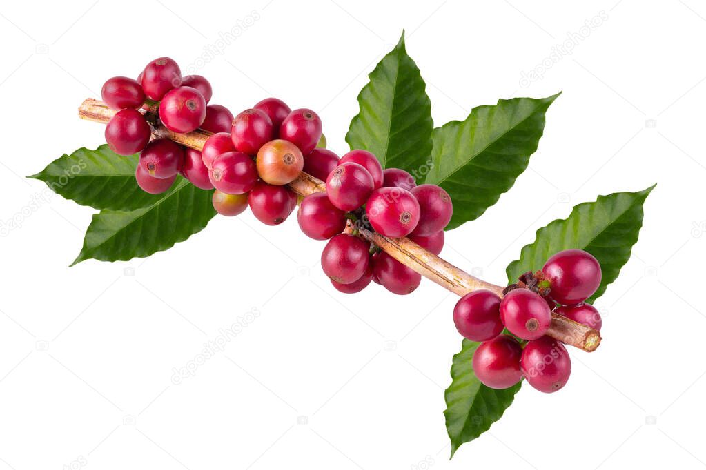 Fresh Arabica Coffee beans ripening isolated on white background.