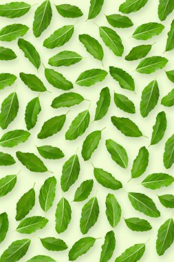 Yeşil duvar kağıdı arka planında izole edilmiş Asya fesleğeni kokulu yeşil bitki..