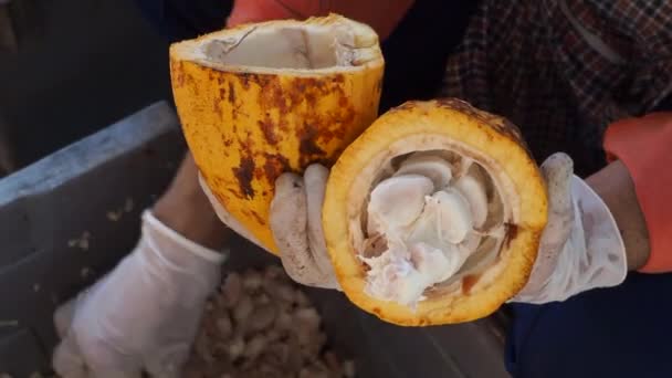 Homme Tenant Fruit Cacao Mûr Avec Des Haricots Intérieur Apporter — Video