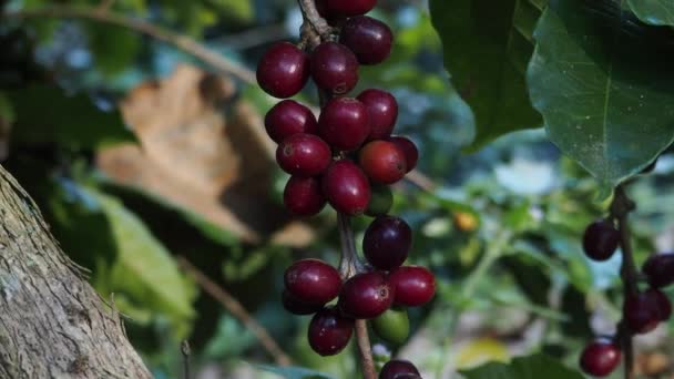 Cerejas Café Arabica Amadurecendo Uma Árvore Uma Plantação Café Orgânico — Vídeo de Stock