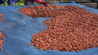 Kakao fasulyeleri mayalandıktan sonra kurutma platformunda kurutulur.