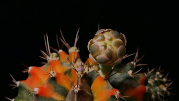 Kwiat Kaktusa Gymnocalycium Mały Kaktus Doniczce — Wideo stockowe