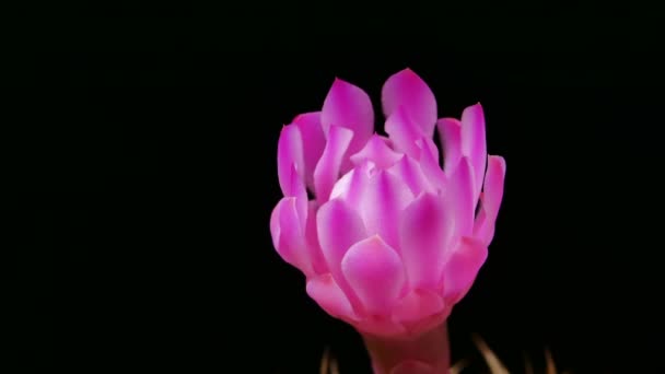Hermosa Flor Rosa Sobre Fondo Negro — Vídeo de stock