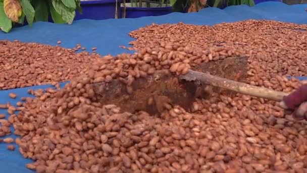 Cacao Beans Dried Drying Platform Being Fermented — Αρχείο Βίντεο