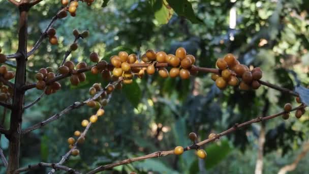 Arabica Wiśnie Kawowe Dojrzewające Drzewie Organicznej Plantacji Kawy — Wideo stockowe