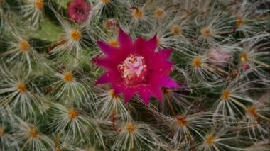 Mammillaria bombycina Kaktüs Çiçeği koyu arkaplanda