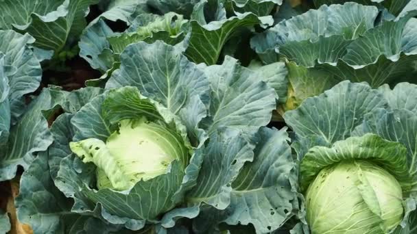 Closeup Cabbage Grown Garden — Videoclip de stoc