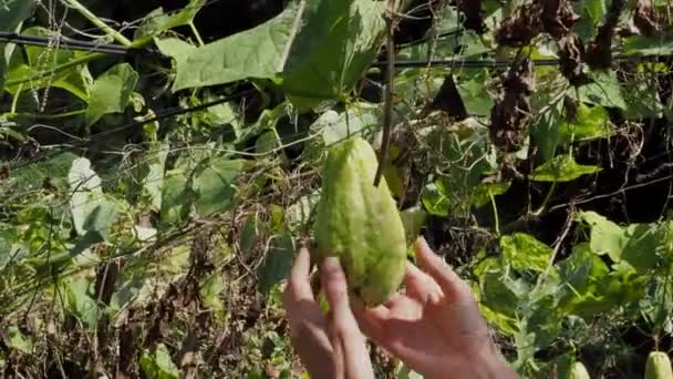 Mão Segurando Chayote Fresco Sechium Edule Chayote Uma Planta Comestível — Vídeo de Stock