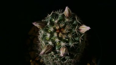 Mammillaria bombycina Kaktüs Çiçeği koyu arkaplanda