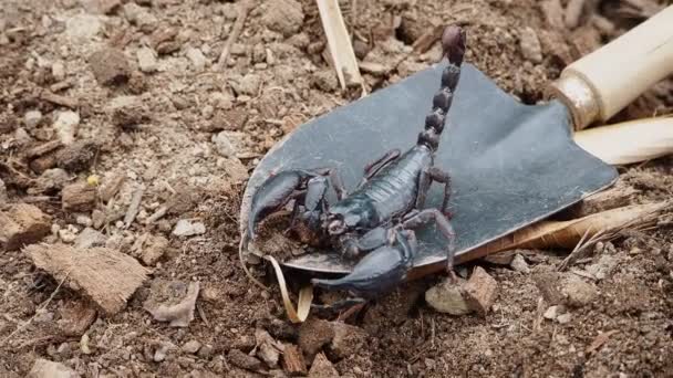 Close Giant Scorpion Shovel Gardening — стоковое видео