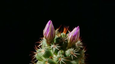 Mammillaria bombycina Kaktüs Çiçeği koyu arkaplanda