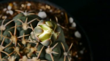 Jimnastik Salonu Ochoterenae Kaktüs Çiçeği