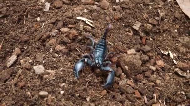 蝎子是雨季有毒的动物 黑蝎子在地上行走 — 图库视频影像