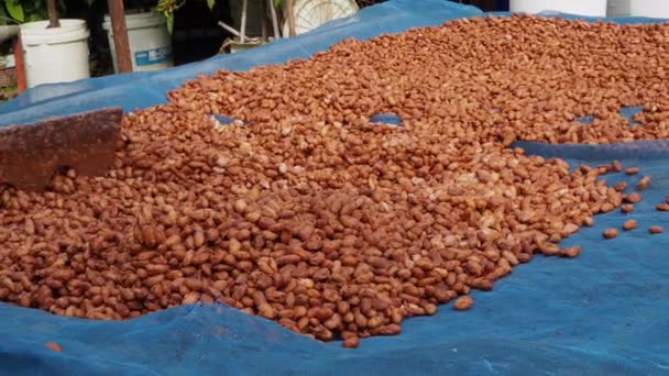 Cacao Beans Dried Drying Platform Being Fermented — Αρχείο Βίντεο
