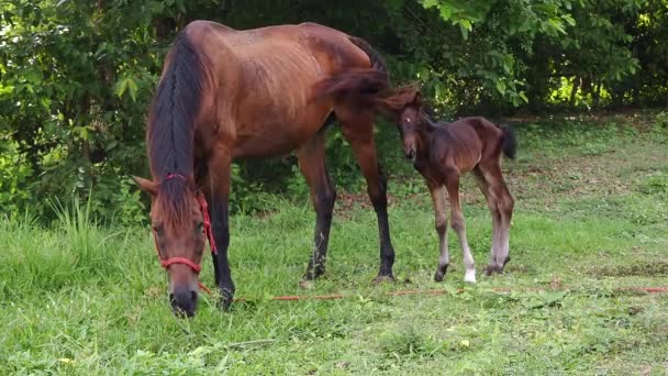 Rotes Pferd Und Entzückendes Baby Pferd Fressen Gras Einem Ländlichen — Stockvideo
