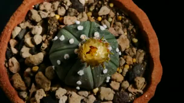 Astrophytum Asterias Kaktusz Virág Virágok Kis Kaktusz Virágcserépben — Stock videók