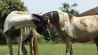 Beautiful white horse feeding on lush green grass in a green meadow or field. Slow motion.