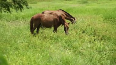 Yeşil bir çayırda ya da tarlada yemyeşil çimlerle beslenen at. Yavaş çekim.