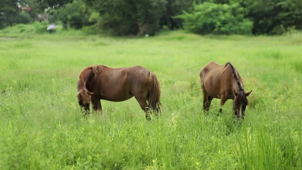 Kůň Živí Bujnou Zelenou Trávou Zelené Louce Nebo Louce Zpomalený — Stock video