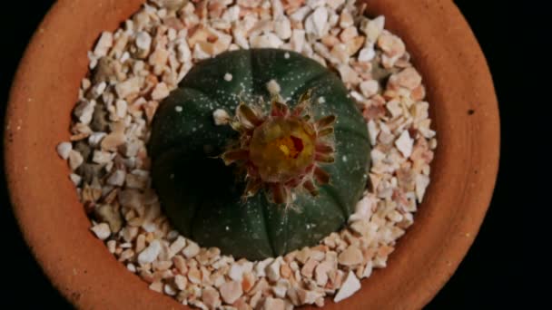 Astrophytum Asterias Kaktusz Virág Virágok Kis Kaktusz Virágcserépben — Stock videók