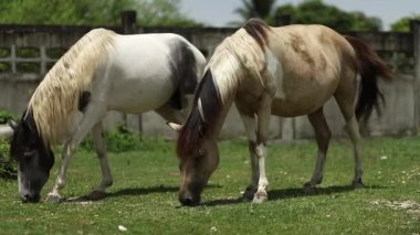 Beautiful white horse feeding on lush green grass in a green meadow or field. Slow motion.