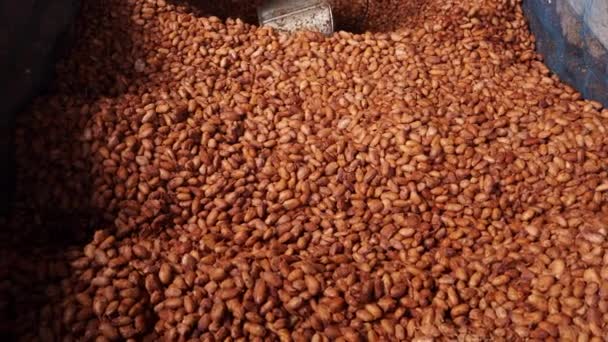 Cacao Beans Dried Drying Platform Being Fermented — Αρχείο Βίντεο