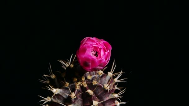 Czarny Diament Gymnocalycium Kwiat Kaktusa Mały Kaktus Doniczce — Wideo stockowe