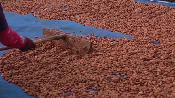 カカオ豆は発酵後乾燥プラットフォーム上で乾燥させます — ストック動画