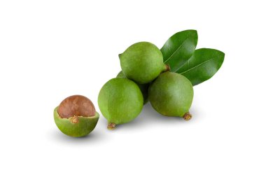 Kabuklu macadamia fındıkları beyaz arka planda izole edilmiş..