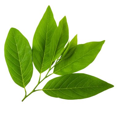 Beyaz arkaplanda yeşil yaprak izole