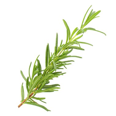 Fresh rosemary isolated over white background.