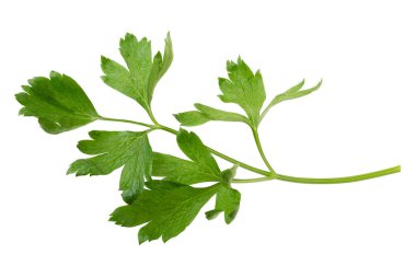 parsley fresh herb isolated on white background.