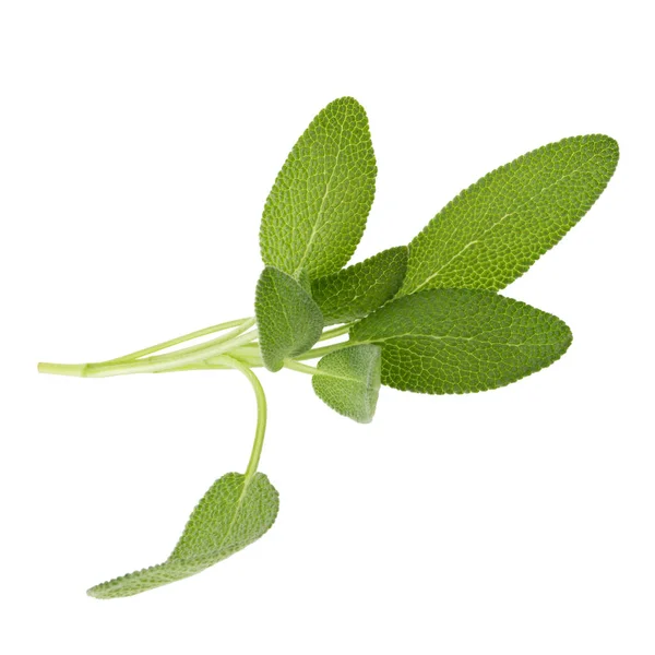 Sage Növény Izolált Fehér Alapon — Stock Fotó