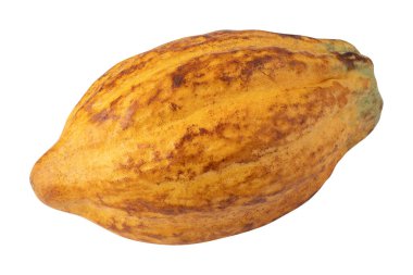 beyaz arka planda izole olgun kakao meyve