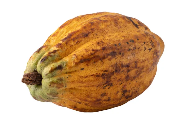 Ripe Cocoa Fruits Isolated White Background — Stock Photo, Image