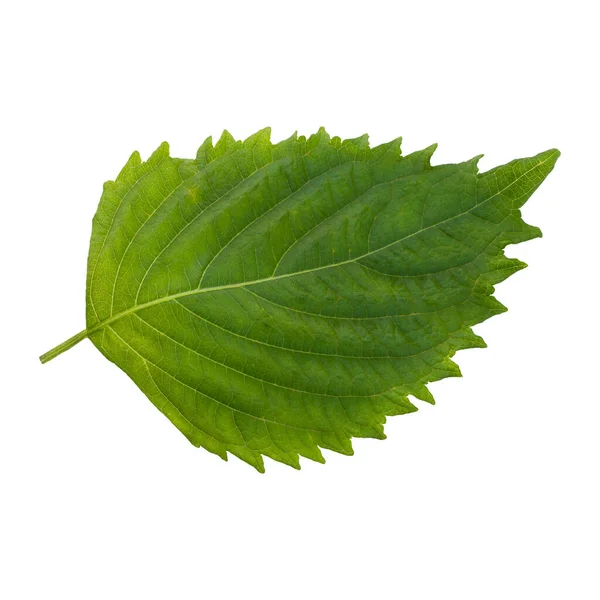Čerstvé Zelené Shiso Nebo Oba Listy Izolované Bílém Pozadí — Stock fotografie