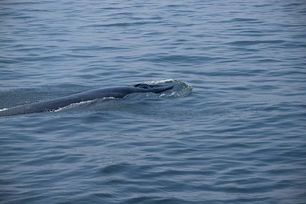 Barbatana Cauda Uma Baleia Bryde Rapidamente Nada Para Água Muitas — Fotografia de Stock
