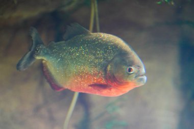 Rusya Saint Petersburg Okyanusu, piranha, yakın plan.