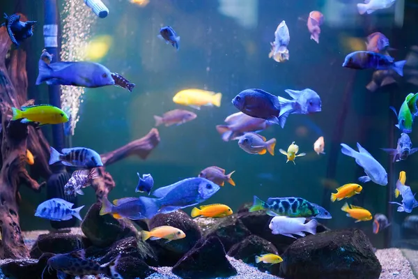 Rusia San Petersburgo Oceanario Peces Tropicales Cerca — Foto de Stock