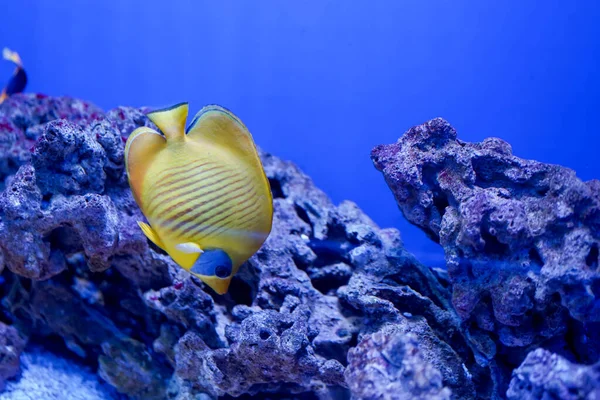 Russie Océanarium Saint Pétersbourg Poissons Tropicaux Gros Plan — Photo