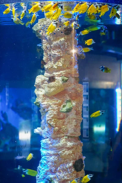 Rusia San Petersburgo Oceanario Peces Tropicales Cerca — Foto de Stock