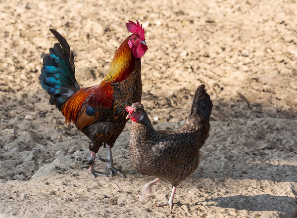 Beautiful Thailand male rooster and chicken are looking for food in the sand on the beach with colored feathers. Chicken walking on the ground in a henhouse under the sunlight with a blurry background