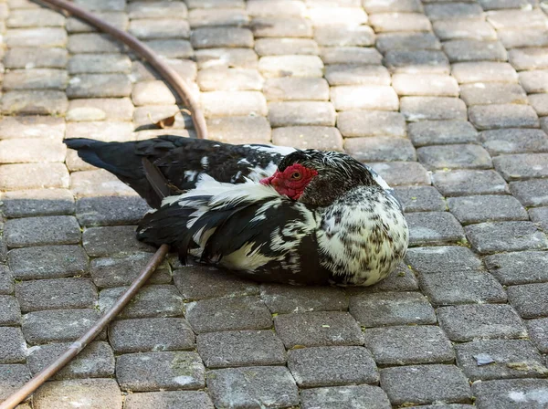 Indoda Tuin Van Het Kippenhok Boerderij Mannelijke Eend Buiten Tuin — Stockfoto