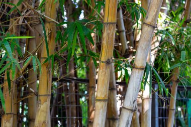 Bambu gövdesi bitkisinin belirgin dalları ve kamış yaprakları vardır. İçi boş bir kamışın bambu biçimi. Güneşli bir günde Japon Bambu Ormanı bambu ağacının ayrıntıları çimenli bir bitki türüdür. Bambu koruluğu