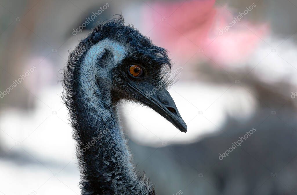 Funny Emu head ,ostrich ( dromaius novaehollandiae). Animal body part of Beak, eyes and ear of a bird close up. Long necked emu. Detailed portrait australian Ostrich Emu. Ostrich fluff and feathers. 