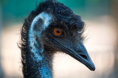 Komik Emu kafası, devekuşu (dromaius novaehollandiae). Gagasının hayvan gövdesi parçası, bir kuşun gözü ve kulağı. Uzun boyunlu devekuşu. Avustralya Devekuşu Emu 'nun detaylı portresi. Devekuşu tüyleri ve tüyleri. 