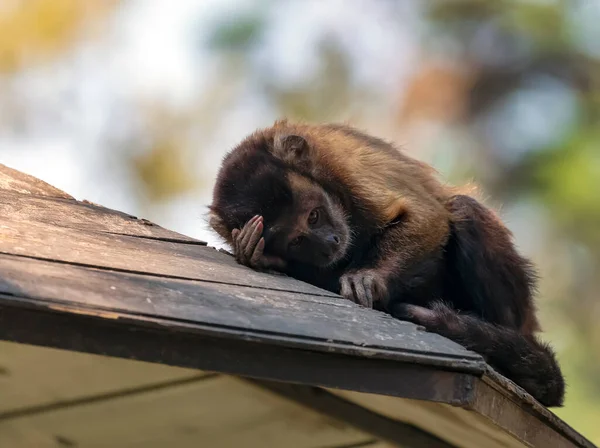 Macaco Engraçado Tirando Uma Soneca Com Cabeça Apoiada Mão Olhando — Fotografia de Stock