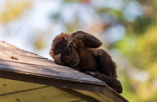 Capuchin baby monkey. A funny little macaque taking a nap with his head resting on his hand and looks aside. He is lying on the top of the house wooden roof. Sleepy monkey. Brown Capuchins. Travel