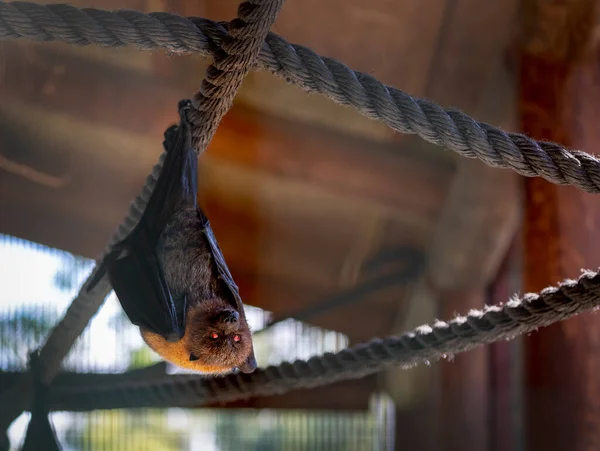 Pipistrelli Volanti Capovolti Una Gabbia Dietro Vetro Proteggendo Gli Animali — Foto Stock